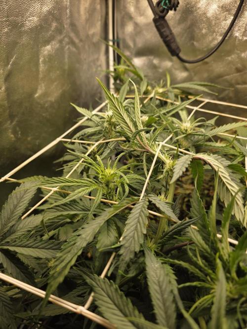 Orange Apricot Glue XL Auto. Week 6