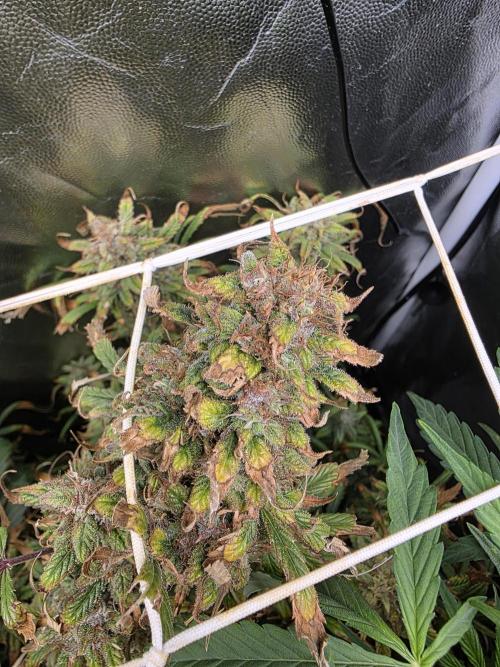 jealousy Z XL Auto. Week 8