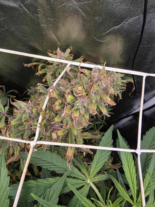 jealousy Z XL Auto. Week 8