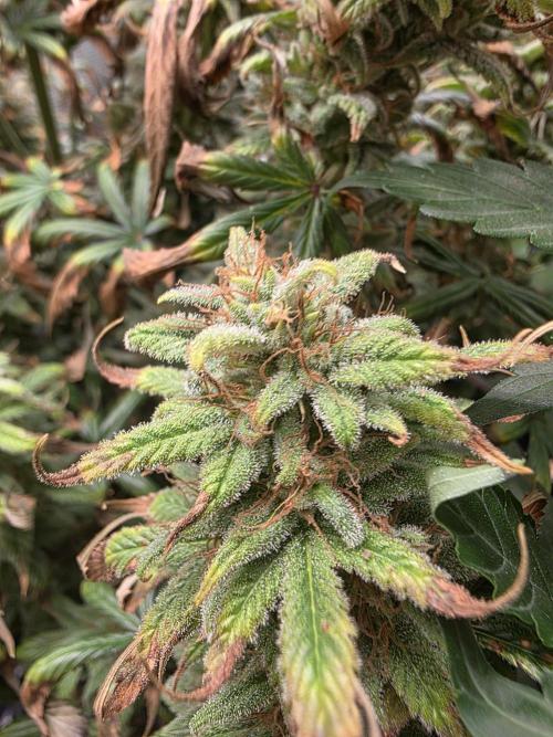 jealousy Z XL Auto. Week 9