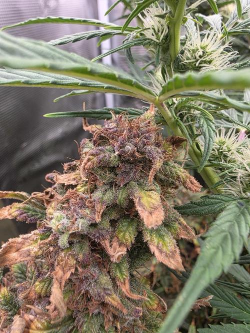 jealousy Z XL Auto. Week 9