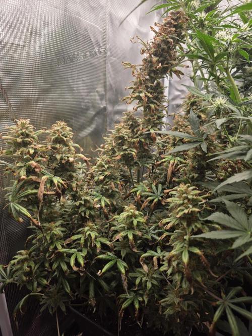 jealousy Z XL Auto. Week 9