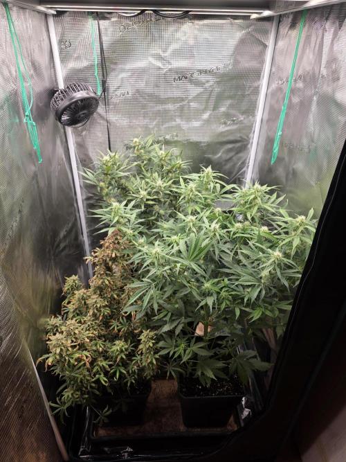 Orange Apricot Glue XL Auto. Week 7