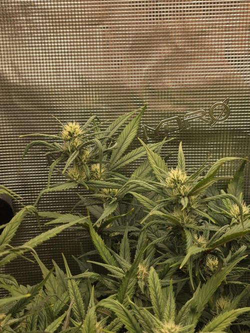 Orange Apricot Glue XL Auto. Week 7