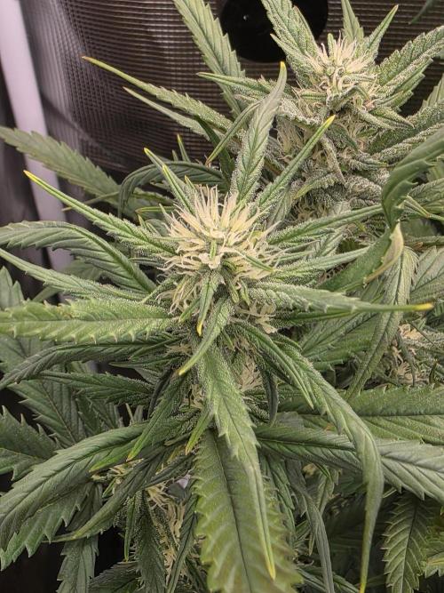 Orange Apricot Glue XL Auto. Week 7