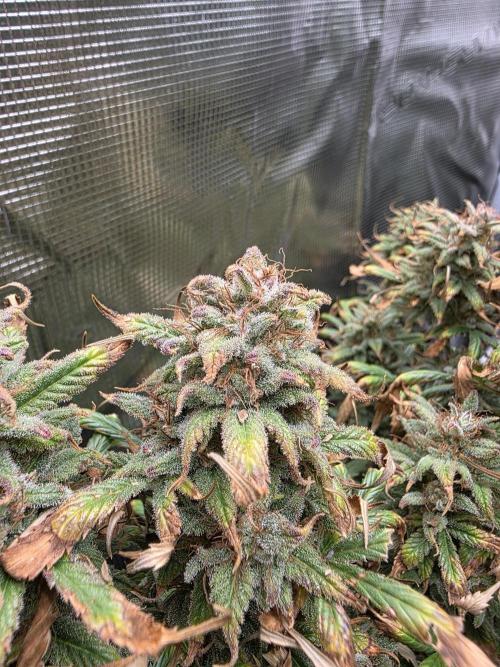 jealousy Z XL Auto. Week 10