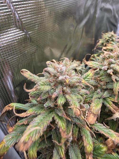 jealousy Z XL Auto. Week 10