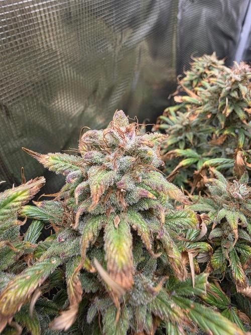 jealousy Z XL Auto. Week 10