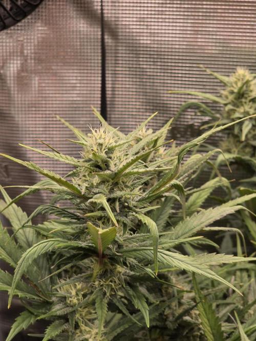 Orange Apricot Glue XL Auto. Week 8