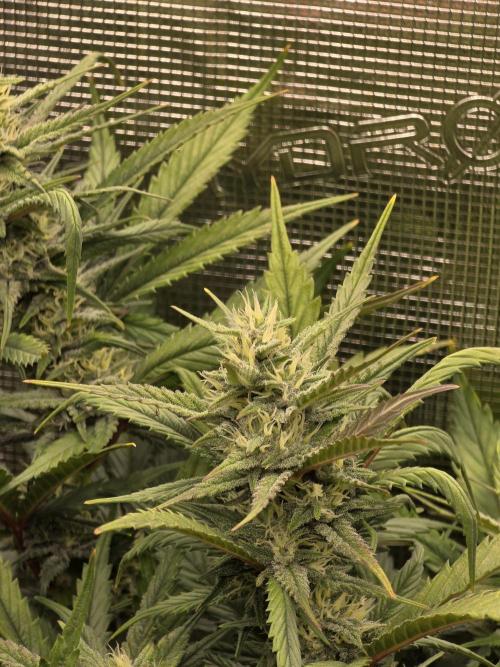 Orange Apricot Glue XL Auto. Week 8