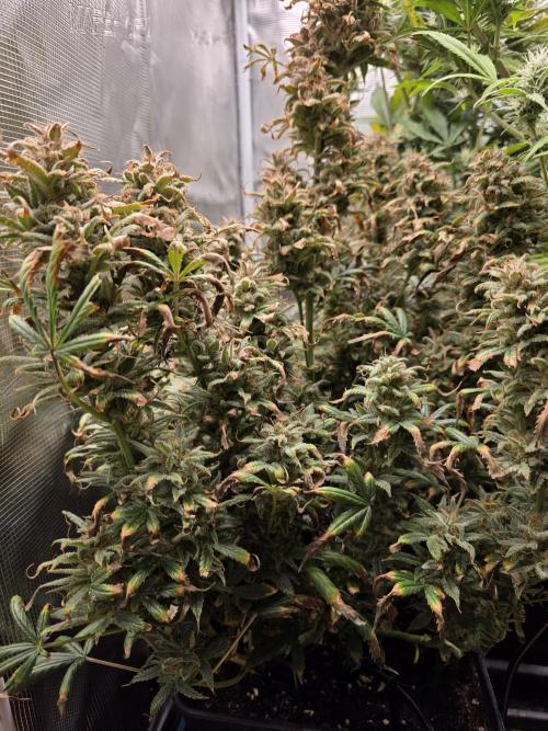 jealousy Z XL Auto. Week 11