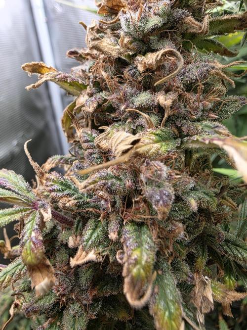 jealousy Z XL Auto. Week 11