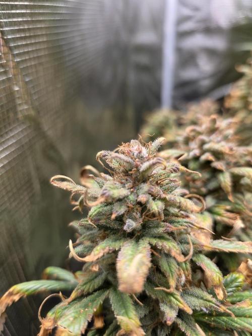 jealousy Z XL Auto. Week 11