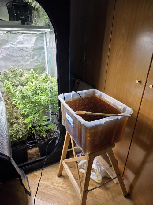 Orange Apricot Glue XL Auto. Week 9