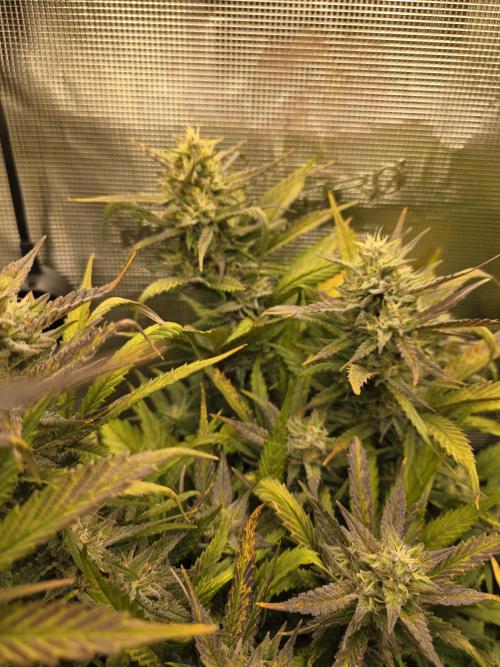 Orange Apricot Glue XL Auto. Week 9