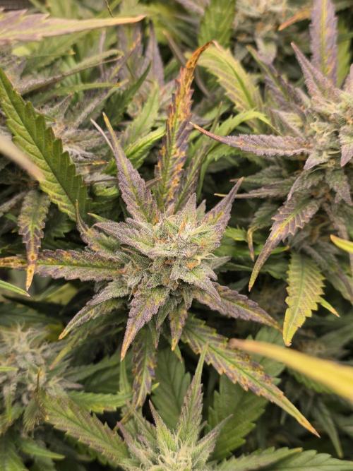 Orange Apricot Glue XL Auto. Week 9