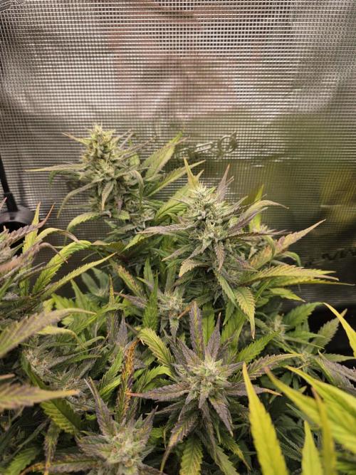 Orange Apricot Glue XL Auto. Week 9