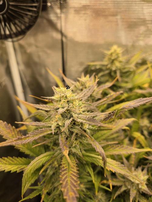 Orange Apricot Glue XL Auto. Week 9