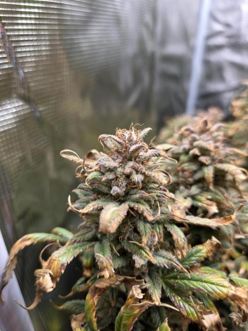 jealousy Z XL Auto. Week 12