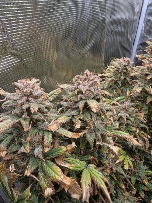 jealousy Z XL Auto. Week 12