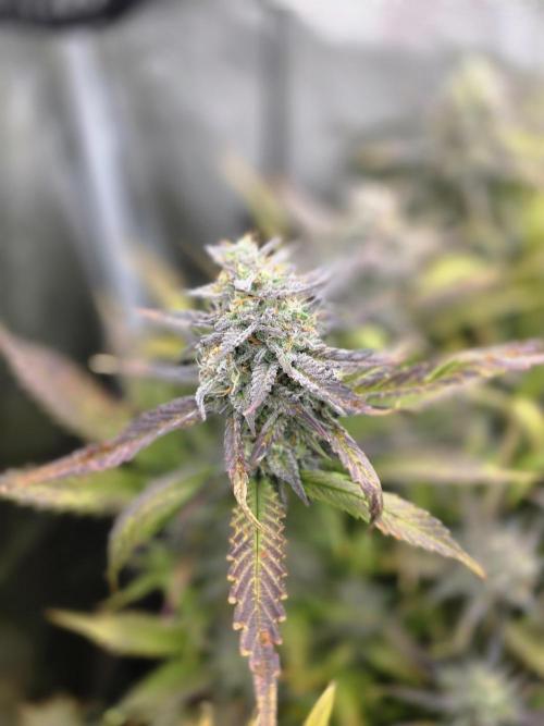 Orange Apricot Glue XL Auto. Week 10