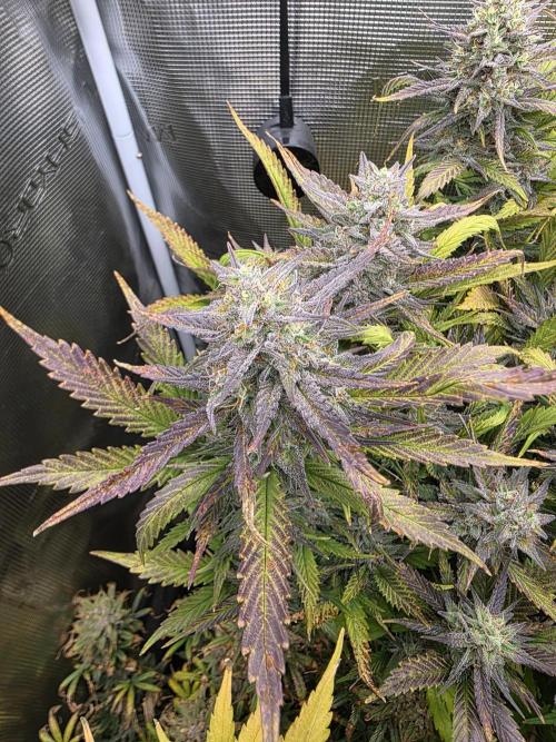 Orange Apricot Glue XL Auto. Week 10