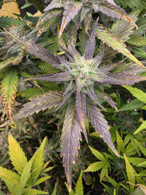 Orange Apricot Glue XL Auto. Week 10