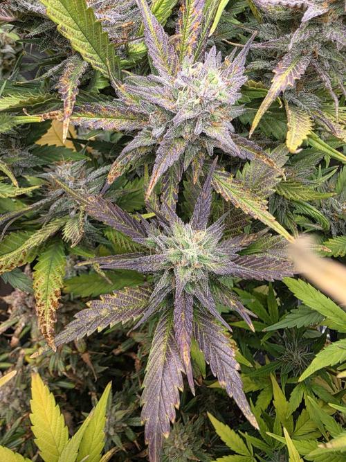 Orange Apricot Glue XL Auto. Week 10