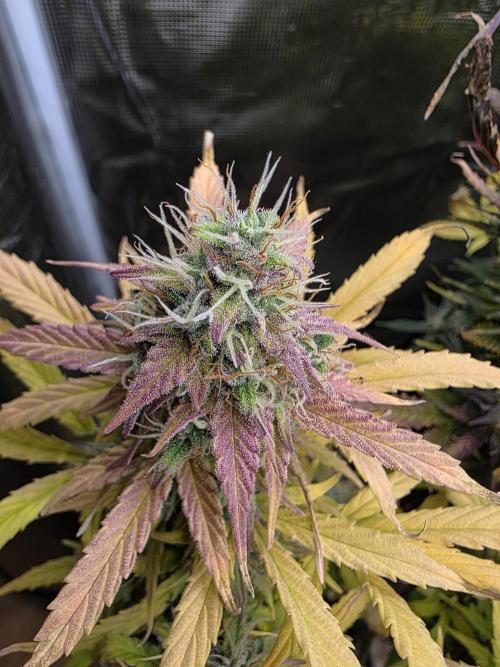 Power Plant. Week 10