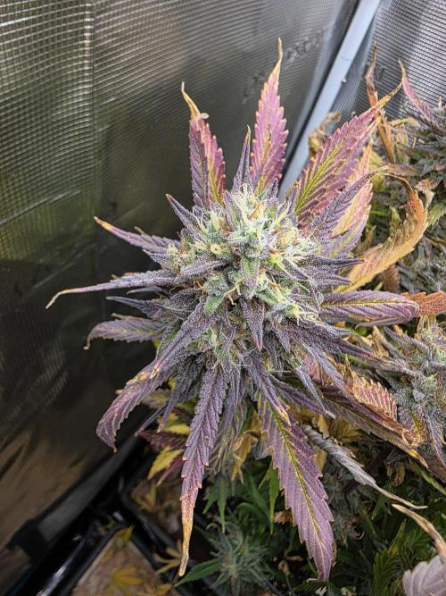 Orange Apricot Glue XL Auto. Week 11