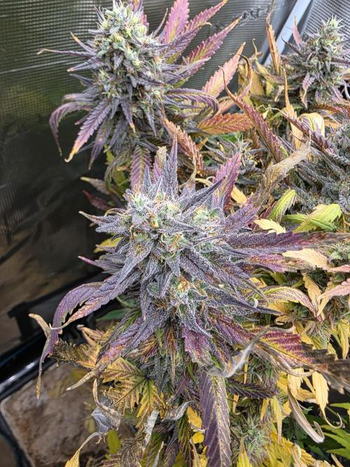 Orange Apricot Glue XL Auto. Week 11