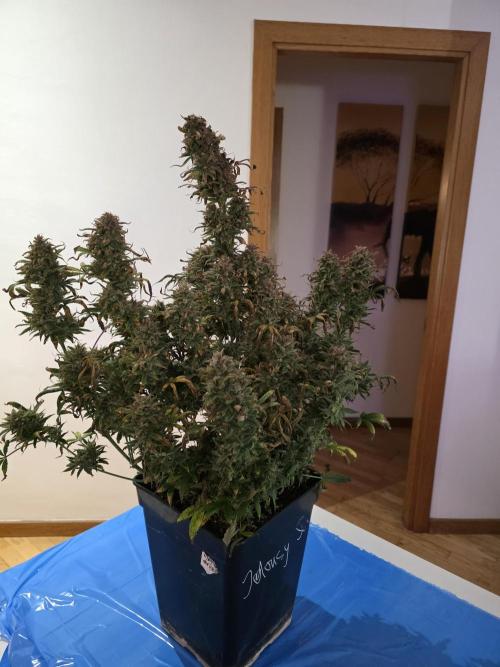 jealousy Z XL Auto. Week 13