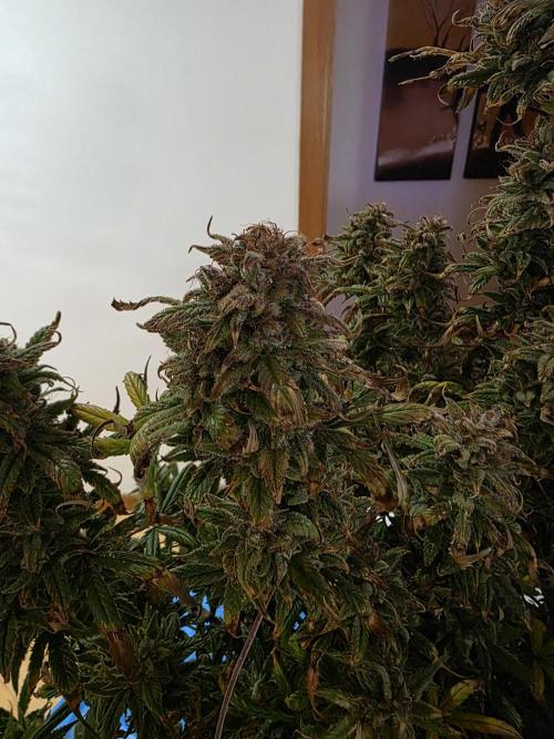 jealousy Z XL Auto. Week 13