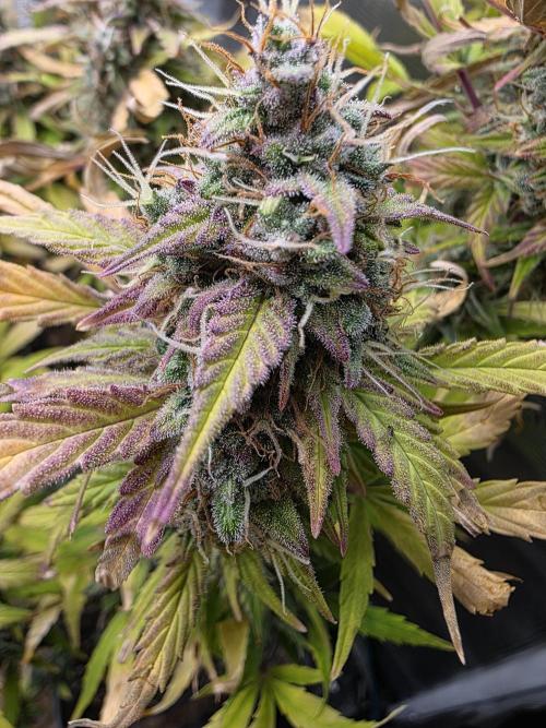 Power Plant. Week 11