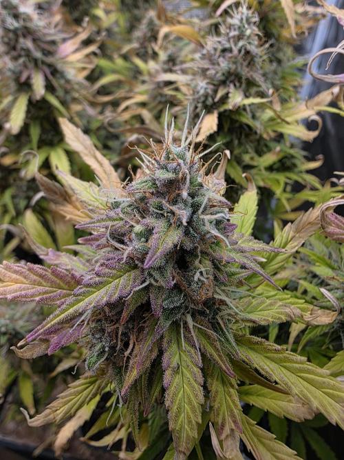 Power Plant. Week 11