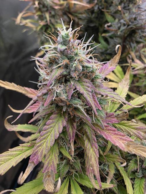 Power Plant. Week 11