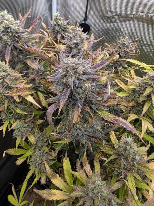 Orange Apricot Glue XL Auto. Week 12