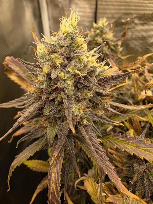 Orange Apricot Glue XL Auto. Week 12