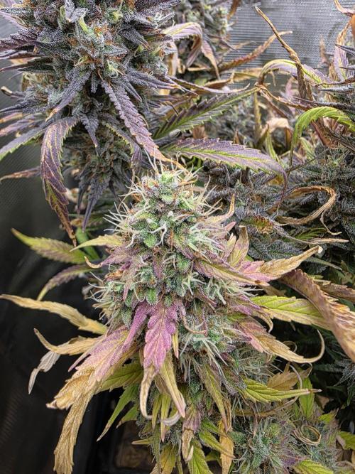 Orange Apricot Glue XL Auto. Week 12