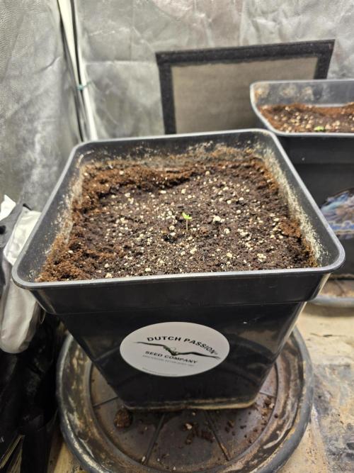 Sour fruit tartare. Week 1