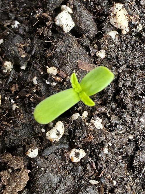 Sour fruit tartare. Week 1