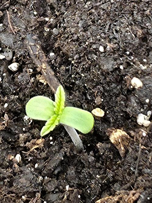 Sour fruit tartare. Week 1