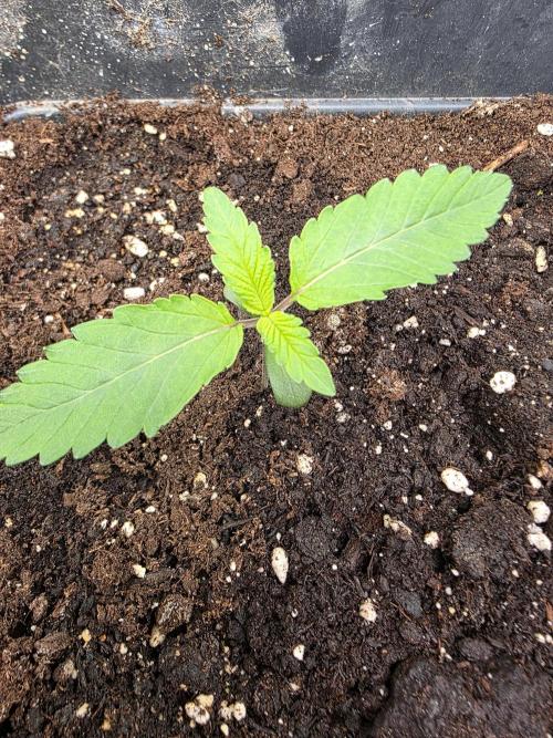 Sour fruit tartare. Week 1