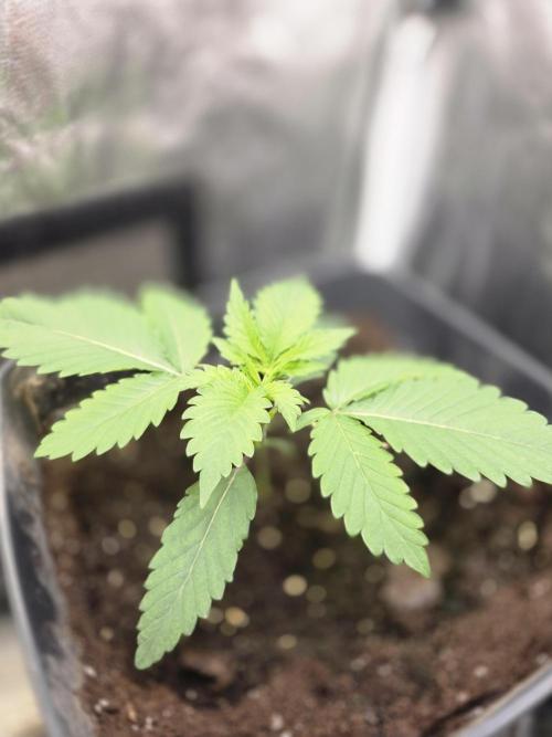 Blue zushi. Week 2