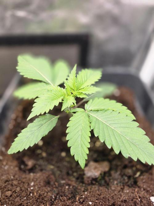 Blue zushi. Week 2