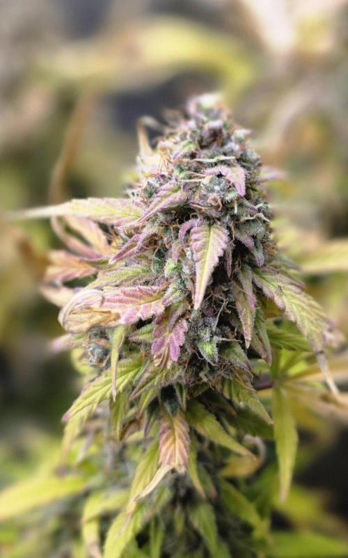 Power Plant. Week 12
