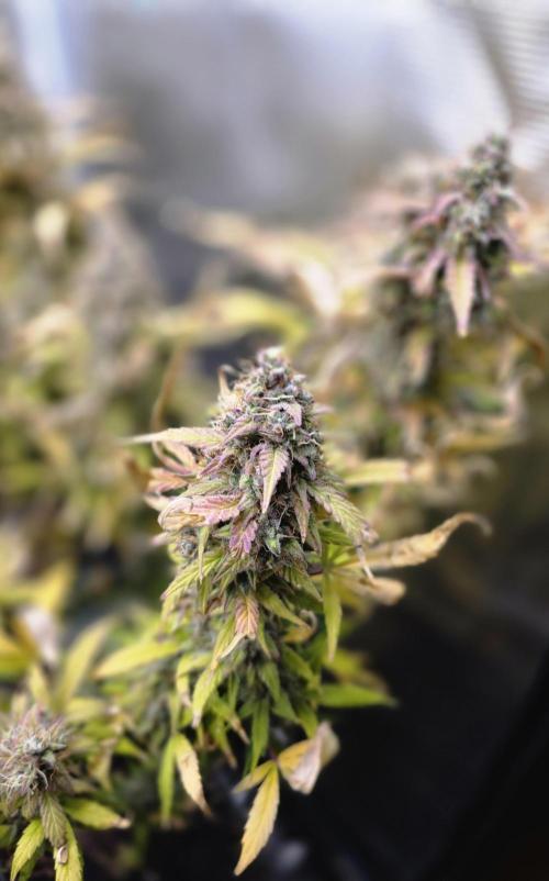 Power Plant. Week 12