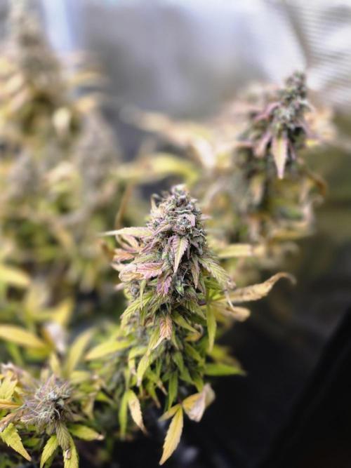 Power Plant. Week 12