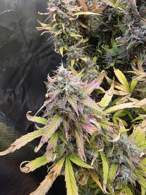 Power Plant Automatic. Week 12