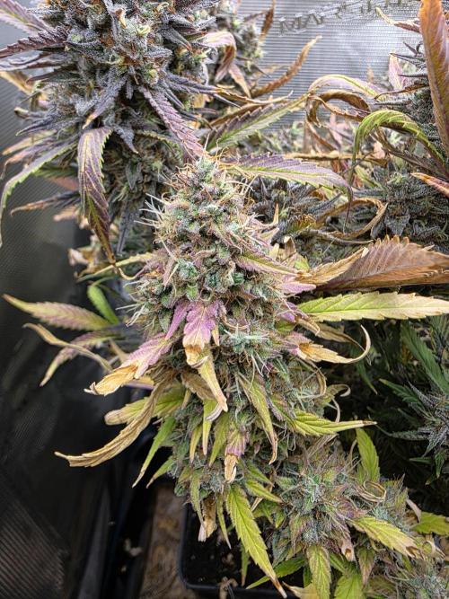 Orange Apricot Glue XL Auto. Week 13